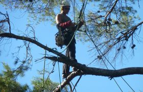 Sébéflo élagage – Élagage, abattage, débroussaillage, travaux forestier, entretien jardins